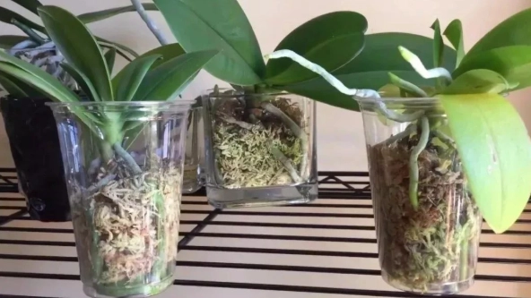 蘭花花梗修剪時機 蘭花花梗修剪時機