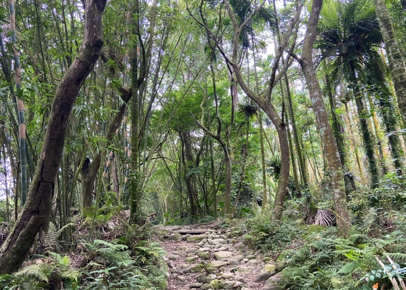 台南大凍山海拔