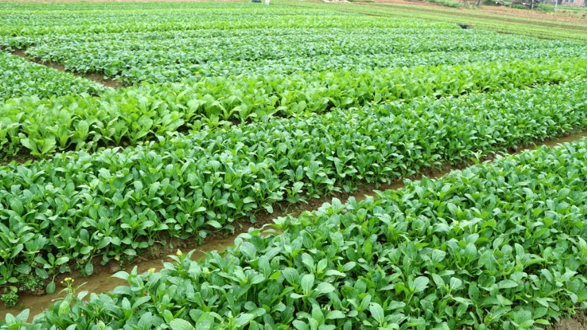 家庭菜園種植時程 家庭菜園種植時程