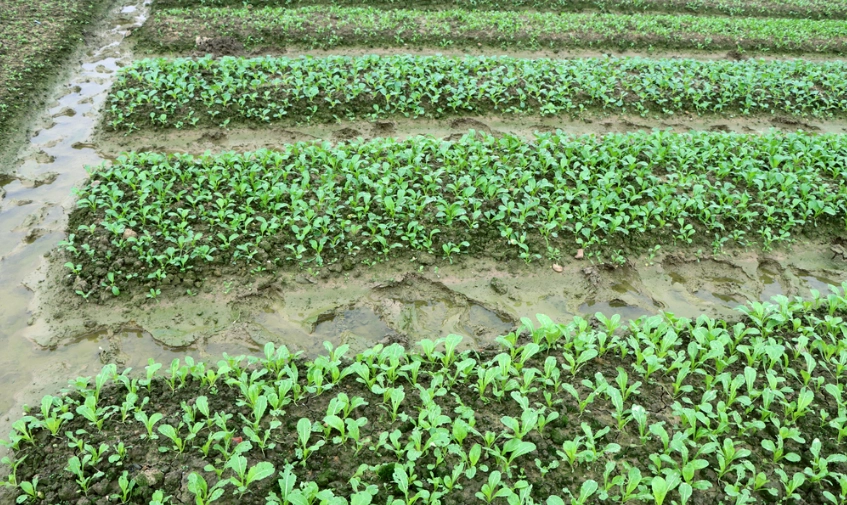 台灣蔬菜種植季節 台灣蔬菜種植季節