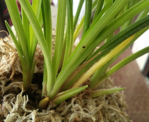 蘭花花梗變黃原因