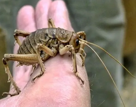 沙蠅叮咬預防 沙蠅叮咬預防