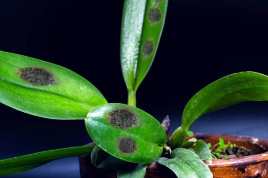 蘭花花梗變黃處理