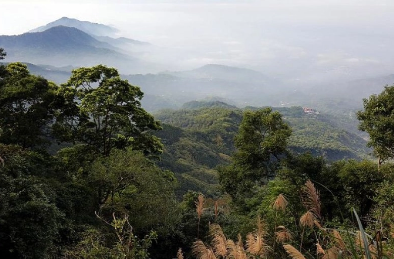 台南大凍山海拔