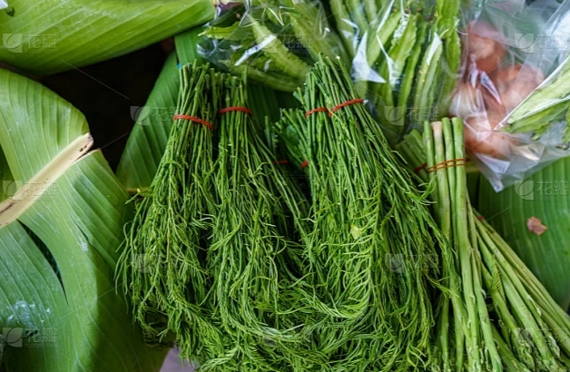 東南亞蔬菜種植 東南亞蔬菜種植