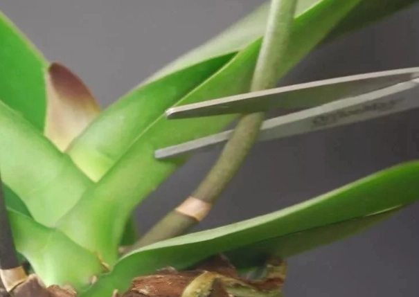 蘭花修剪花梗方法 蘭花修剪花梗方法