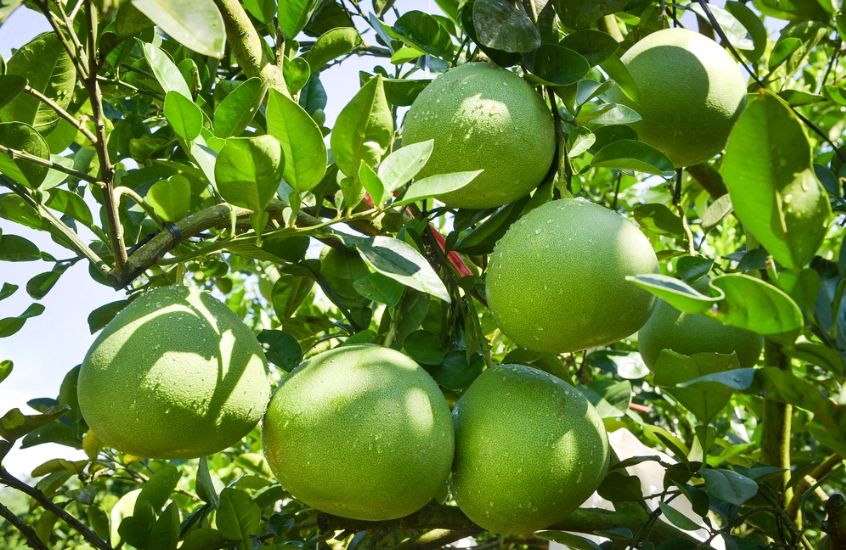 高血压吃柚子 高血压吃柚子