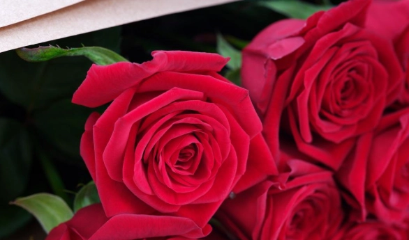 畢業送什麼花 畢業送什麼花