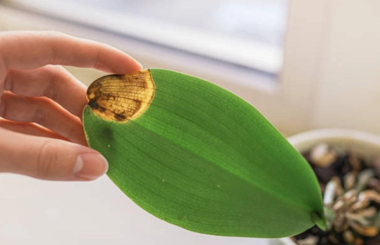 蘭花花梗變黃原因