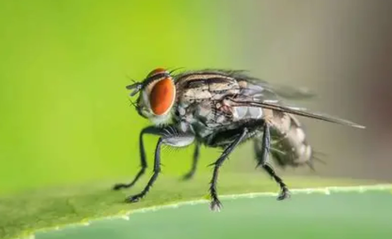 紐西蘭旅行昆蟲 紐西蘭旅行昆蟲