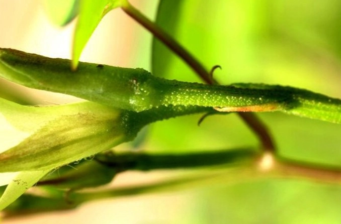 蘭花花梗變黃原因