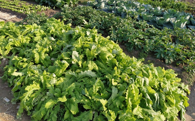 蔬菜種植時間表