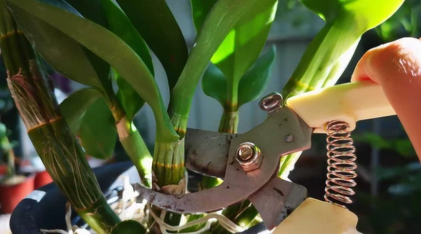 蘭花花梗修剪時機 蘭花花梗修剪時機