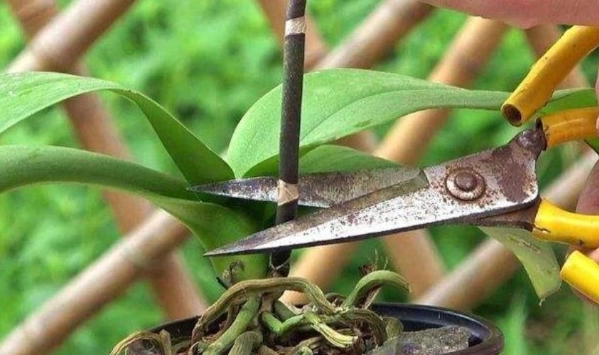 蘭花養護技巧 蘭花養護技巧