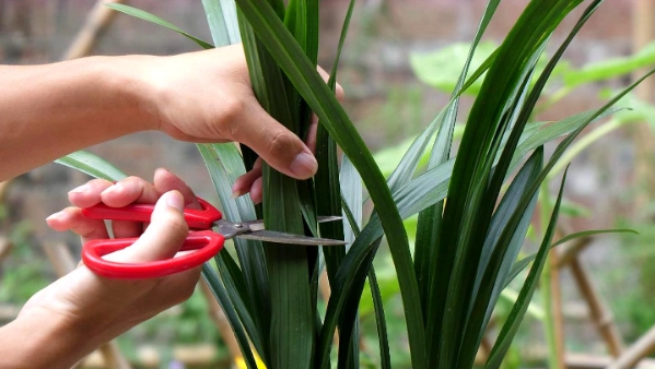 蘭花養護技巧 蘭花養護技巧