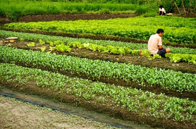 家庭菜園種植時程 家庭菜園種植時程