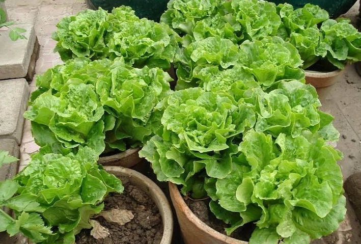 台灣全年種菜指南