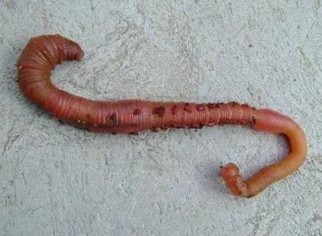 紐西蘭旅行昆蟲 紐西蘭旅行昆蟲