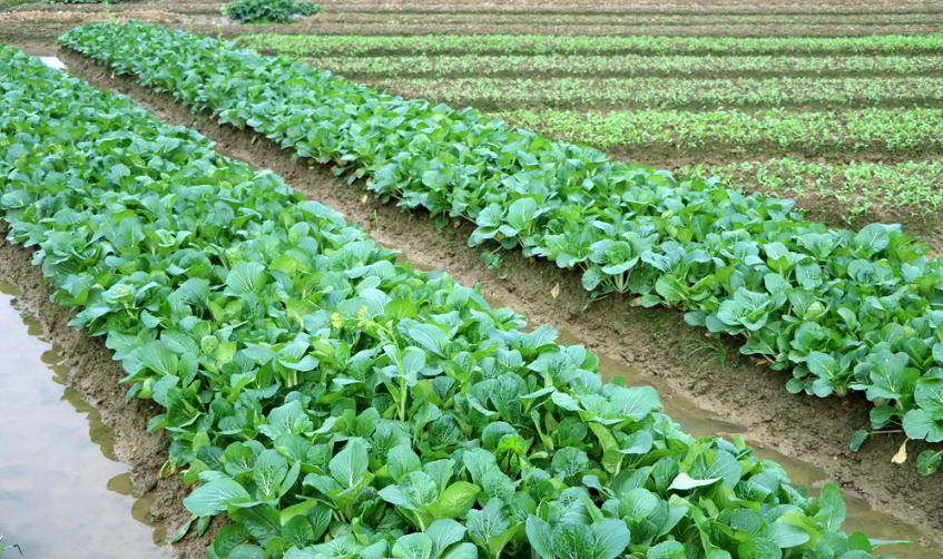 蔬菜種植時間表 蔬菜種植時間表