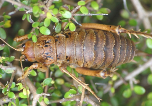 紐西蘭旅行昆蟲 紐西蘭旅行昆蟲