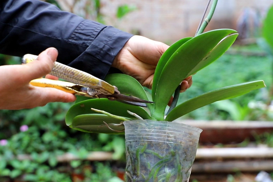 蘭花修剪方法