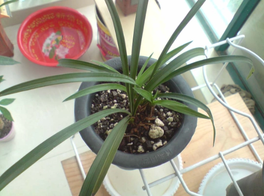 蘭花花梗變黃處理