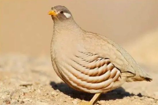 沙蠅叮咬預防 沙蠅叮咬預防