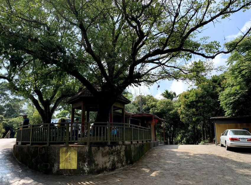 台南大凍山海拔