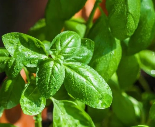 台灣蔬菜種植時間
