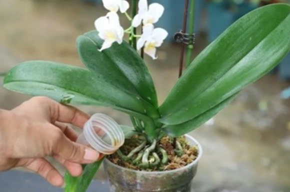 蘭花修剪花梗方法 蘭花修剪花梗方法