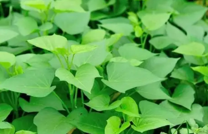 地瓜葉冷凍保存