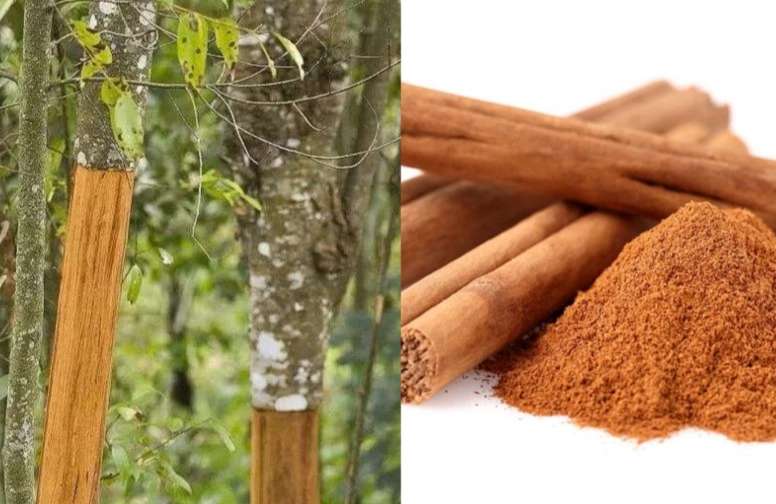 肉桂懷孕可以吃嗎？孕婦食用肉桂的完整指南與風險解析