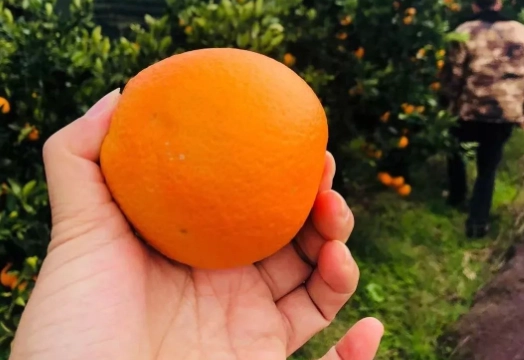 橙膳食纖維來源