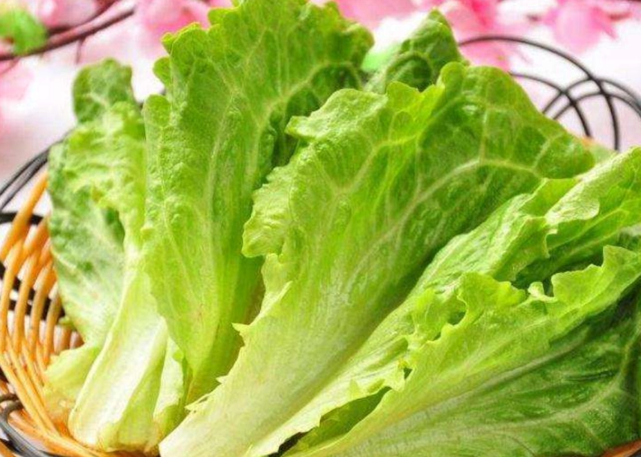 生菜品種 生菜品種