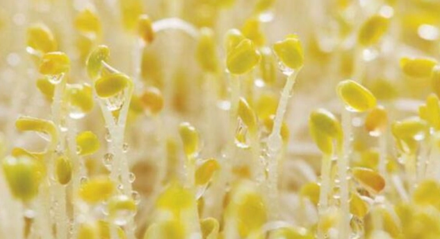 苜蓿芽清洗方法