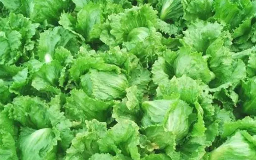 生菜營養 生菜營養
