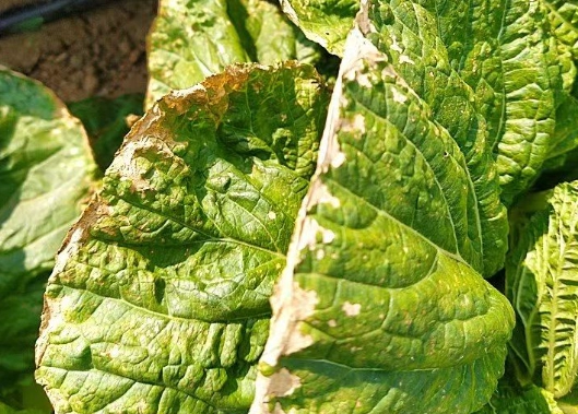 有機小白菜蟲害防治