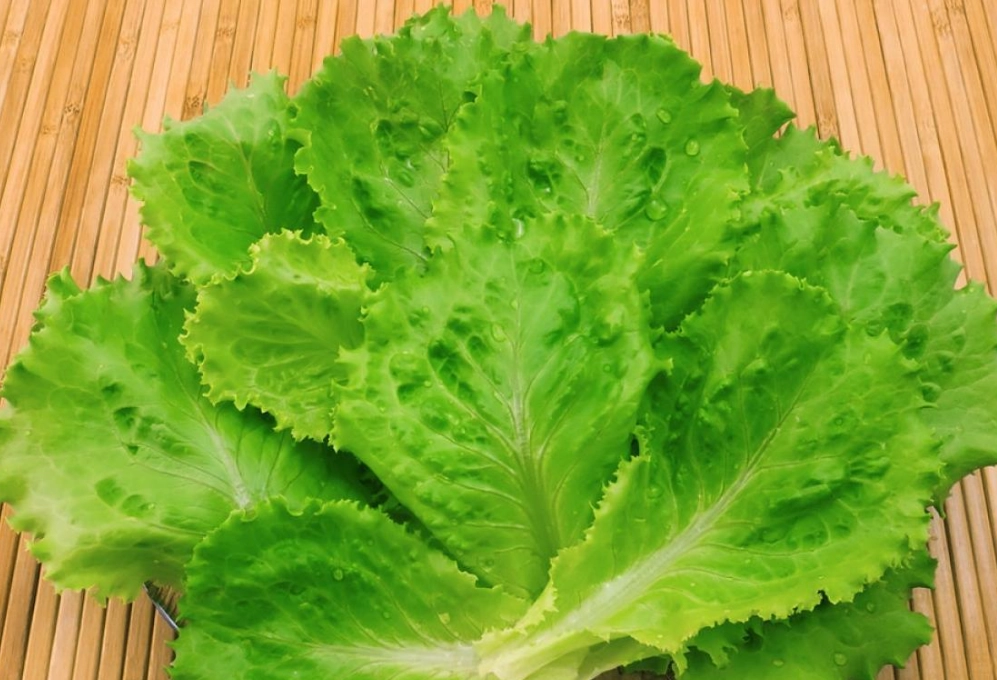 生菜品種 生菜品種