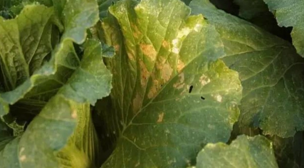 大白菜害虫 大白菜害虫