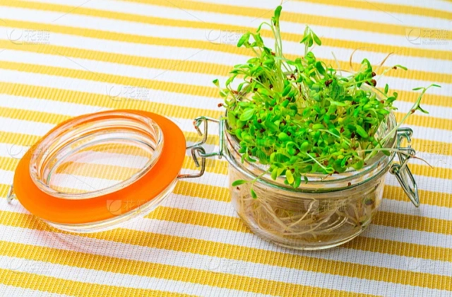 苜蓿芽安全食用