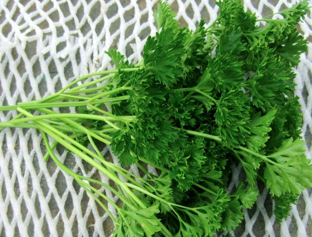 芹菜葉營養價值