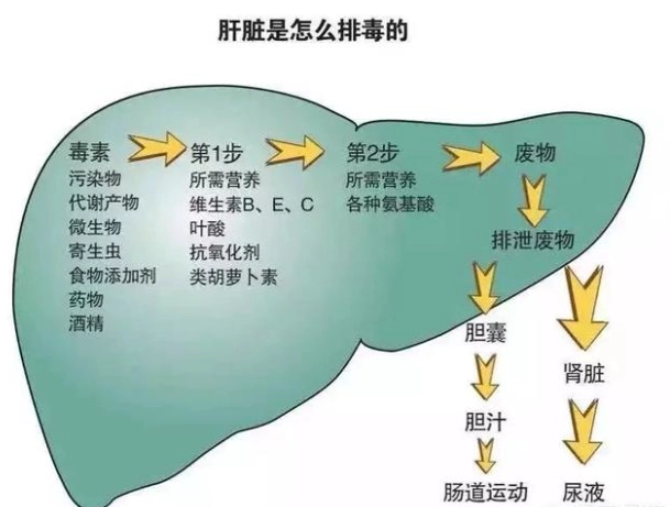 酒精代謝計算 酒精代謝計算