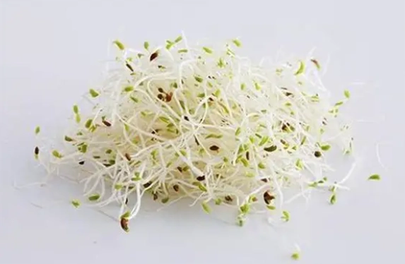 苜蓿芽健康益處