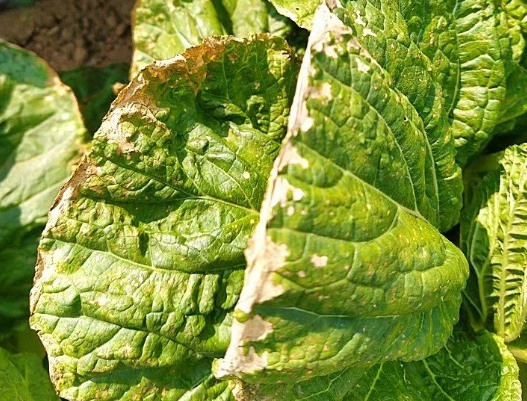 白菜蟲害防治 白菜蟲害防治