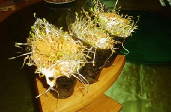 苜蓿芽健康益處