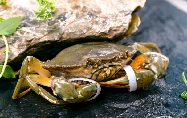 吃螃蟹禁忌