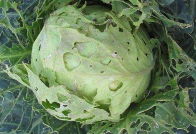 如何避免生菜寄生虫