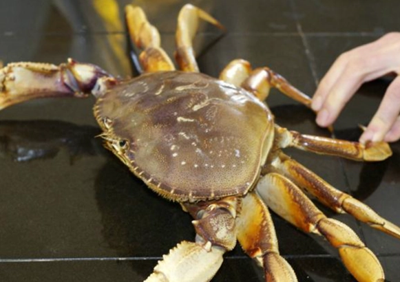 螃蟹不能和什麼一起吃