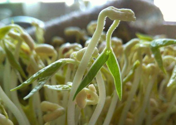 生菜寄生虫感染