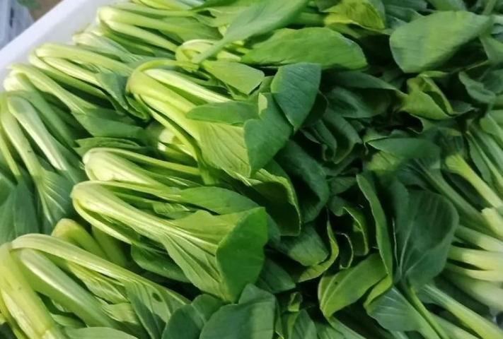 小松菜油菜不同